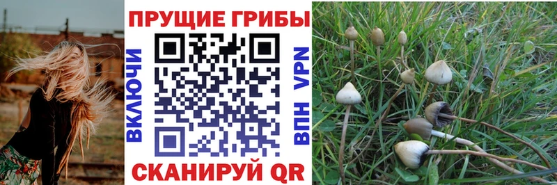 Псилоцибиновые грибы Psilocybine cubensis  как найти наркотики  Дудинка 